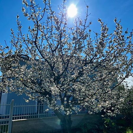 A Casa Di Marco Guesthouse - Apt Di Ciampino E Stazione Per Roma Marino Esterno foto